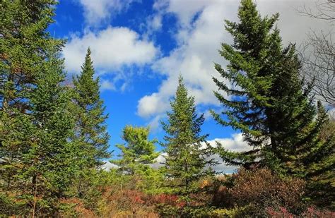 Image result for CT Pine Tree