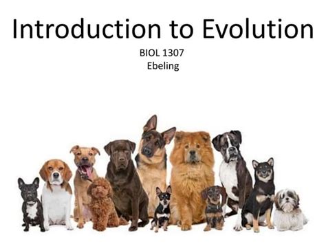 Image result for Intro Evolution