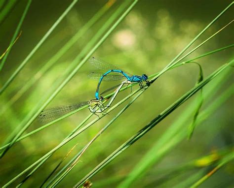 Dragonfly Pro System 的图像结果