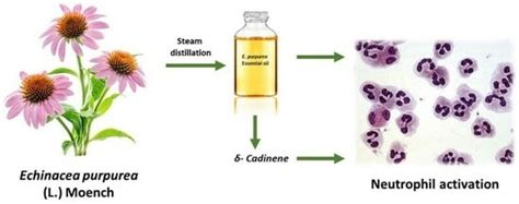 Volatile Composition, Antimicrobial Activity, and In Vitro Innate ...