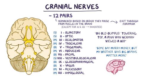 Video: Cranial nerves | Osmosis