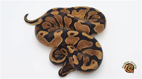 Image result for Gelbe Python