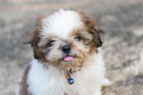 Cute Shih Tzu Puppies Wallpapers - Wallpaper Cave