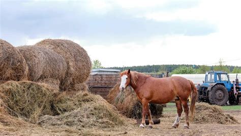 How Much Does a Bale of Hay Cost - The Horse and Stable