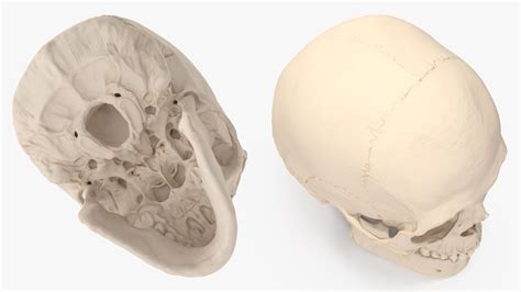 3D Model Male Human Skull Anatomy Model - TurboSquid 2384568