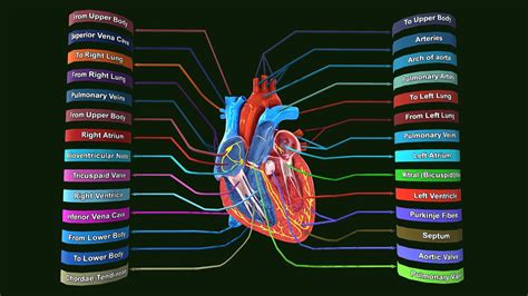 Model Of The Heart