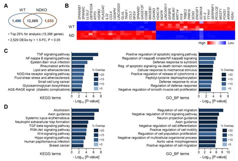Functional Characterization of Circadian Nuclear Receptors REV-ERBα and ...
