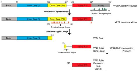Structural Insights into the Human Astrovirus Capsid