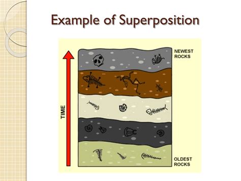 PPT - Fossils and The Law of Superposition PowerPoint Presentation, free download - ID:8740777