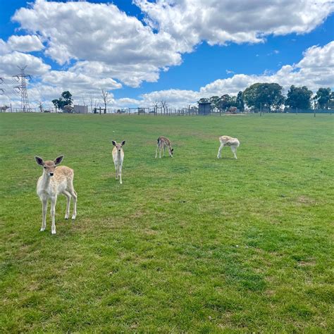 CHESTERFIELD FARM (2026) All You Need to Know BEFORE You Go (with ...