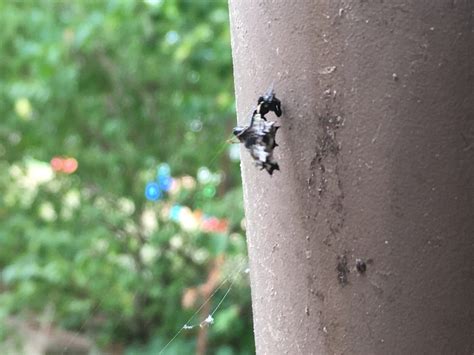 Unidentified spider in Massachusetts United States