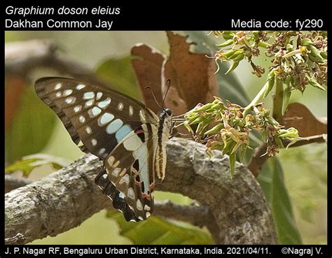 Graphium doson | Butterfly