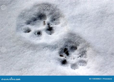 Bobcat Tracks in Snow stock image. Image of winter, wildlife - 110030863
