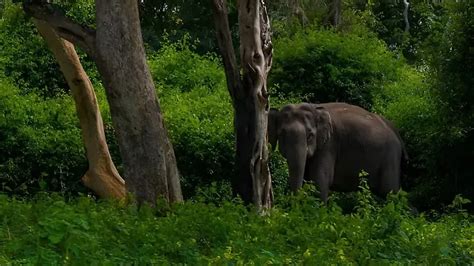 Types of Forest in Karnataka: Key Types, Importance, and Conservation ...
