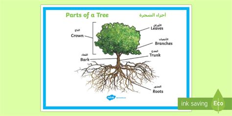 Parts of a Tree Poster Arabic/English - Parts of a Tree Poster