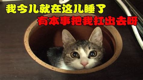 好心人替流浪猫撑伞遮雨被拍 网友感动争相分享_公益频道_凤凰网