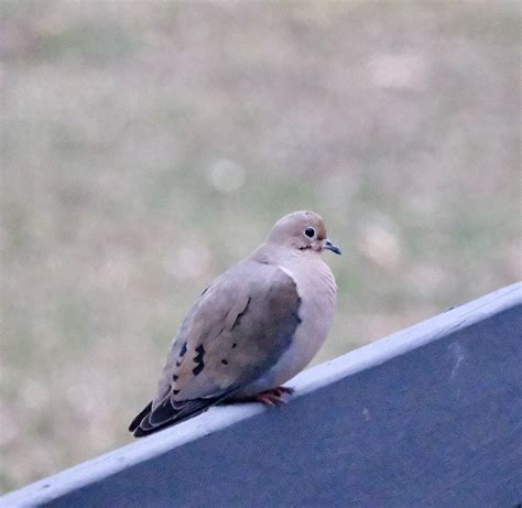 What Does a Mourning Dove Call Sound Like?
