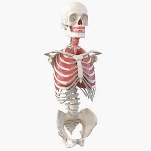 3D respiratory system Models for Your Projects | 3D Molier ...