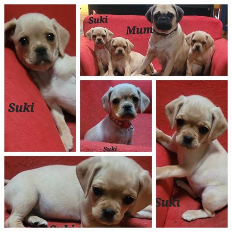 Pugalier - Salisbury East - PetsForHomes