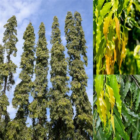 Ashoka Tree Plant - Polyalthia longifolia – Garden Mithra