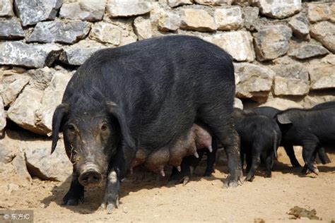养黑猪什么品种最好,生态黑猪的养殖的风险-鸟基地博客