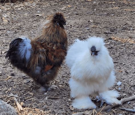 Silkie Chicken Lavender