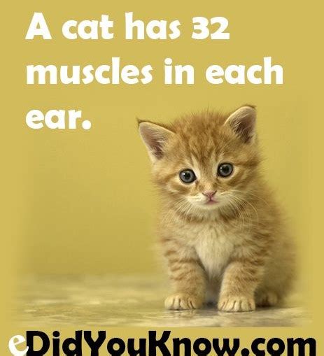 Learn HOW to Understand Your Cat's Language: Ears and Scent