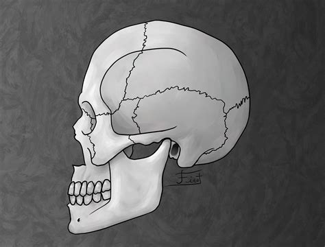 Human Skull Profile Sketch