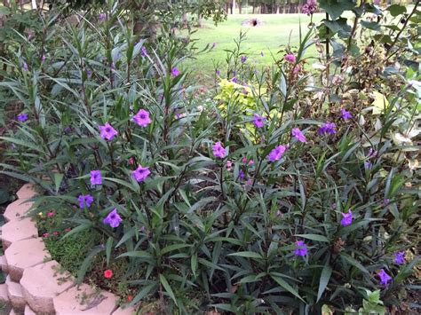 How to plant mexican petunia complete growing care tips – Artofit