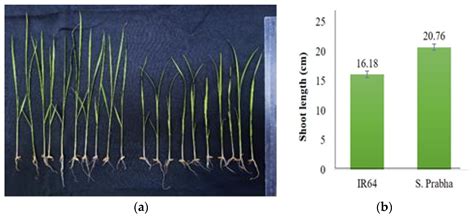 Generation of High-Value Genomic Resource in Rice: A “Subgenomic ...