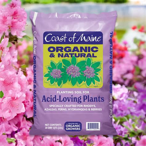 Coast of Maine® Acid-Loving Plants - Patuxent Nursery