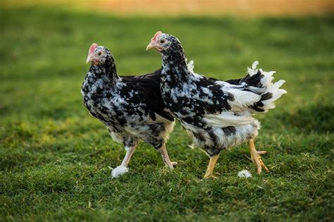 Image result for Miottled Java Chicken