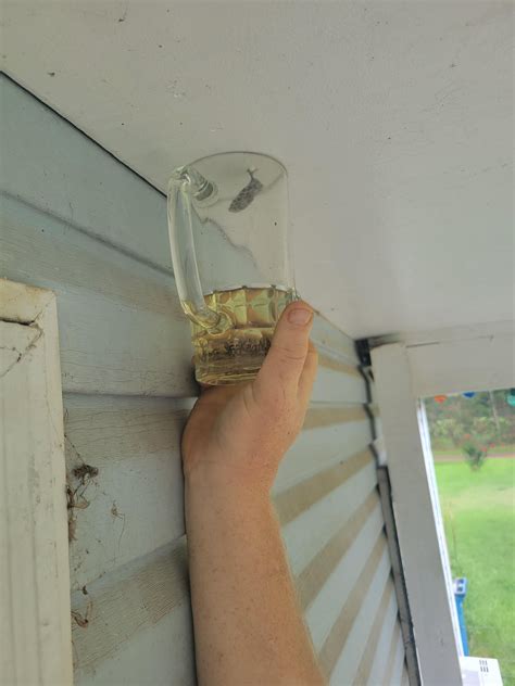 What Kills Yellow Jackets