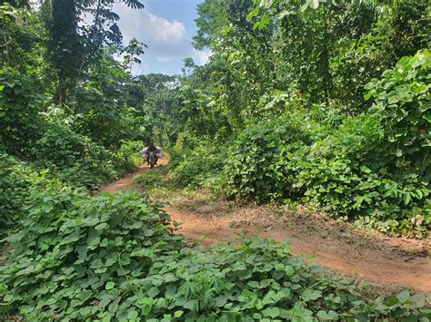 Image result for Cocoa API