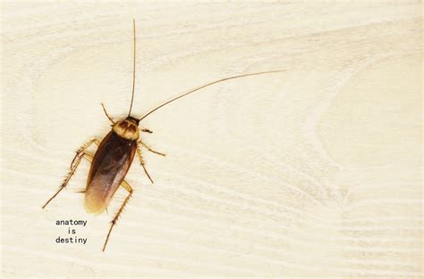 Dancing Cockroach 的图像结果