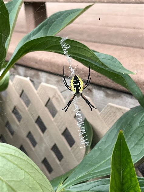 Are spiders good for your garden?