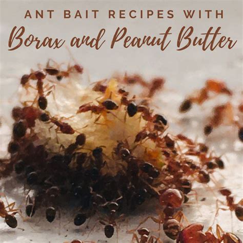DIY Ant Bait Recipes Using Peanut Butter and Borax - Dengarden