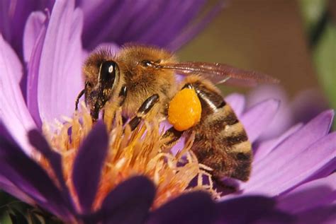 Endangered Species Bee Listing Could Harm Bees, Butterflies, other ...