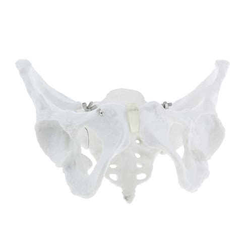 Buy Female Pelvis Model - Human Pelvis Skeleton Model Life Size Shows ...