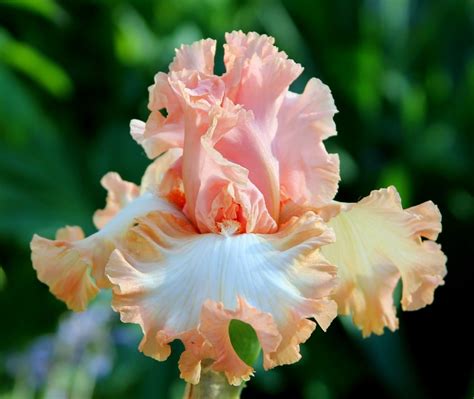 World of Irises: TALL BEARDED IRIS--FIRST-YEAR BLOOMS, 2014 | Iris ...