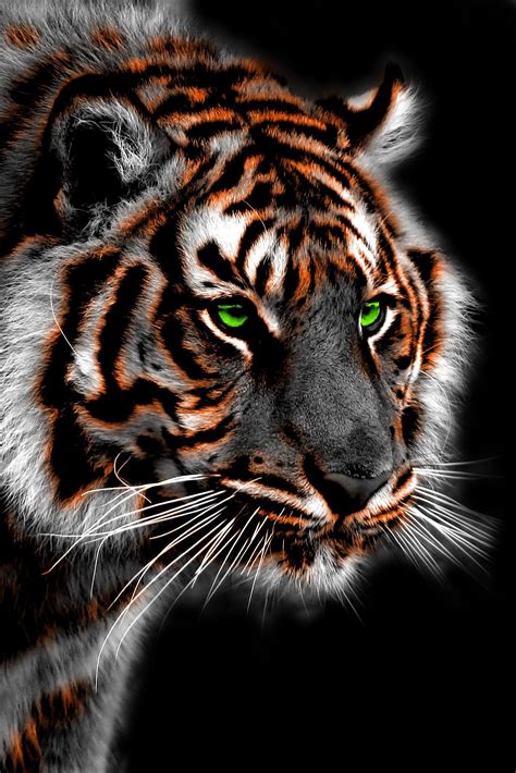 Bengal Tiger Bing Wallpaper 的图像结果
