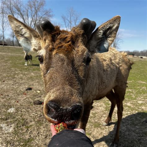 Wildlife Manor In Illinois Offers An Overnight Adventure You Won’t ...