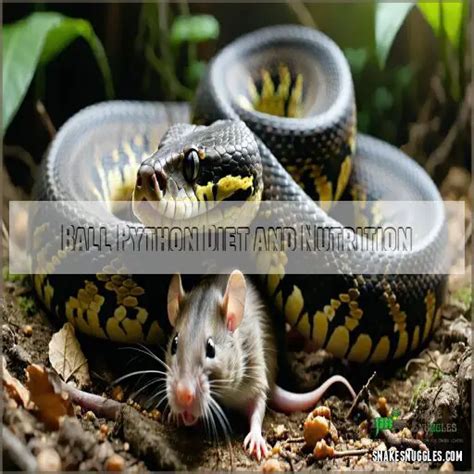 Image result for Ball Python Vitamins