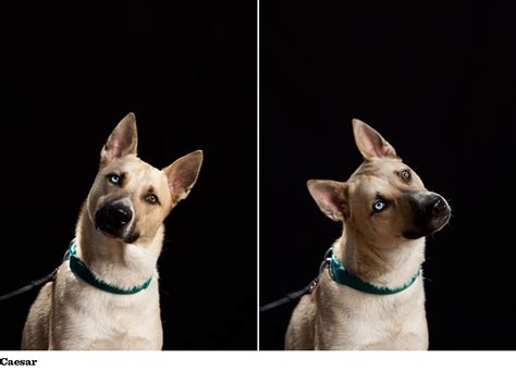 Carolina Dogs — THE BITTER SOUTHERNER