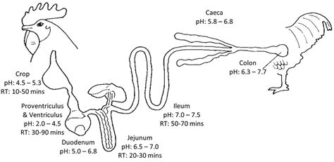 Image result for Chicken Digestive Machanism System