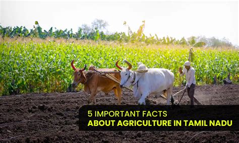Five Important Facts About Agriculture in Tamil Nadu | Getfarms Blog