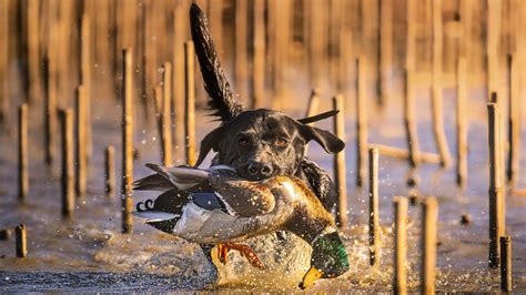 Duck Hunting Dog