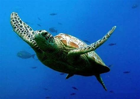 七种现存在世的海龟，我们都了解多少呢？_皮龟
