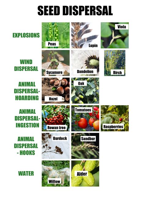 Seed Dispersal Examples 的图像结果
