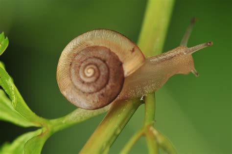 蜗牛的热量(卡路里cal),蜗牛的功效与作用,蜗牛的食用方法,蜗牛的营养价值